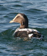 Common Eider first-year male